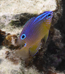 Threeline Damsel photo 2