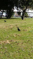 Corvus monedula