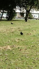 Corvus monedula
