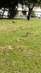 Corvus monedula