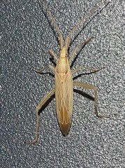 Stenodema laevigata
