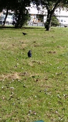 Corvus monedula