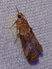 Acrobasis tumidana