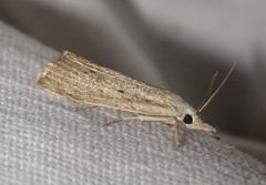 Calamotropha paludella