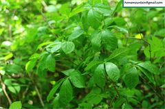 Eleutherococcus sessiliflorus