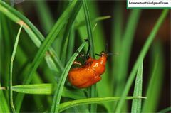 Attelabinae