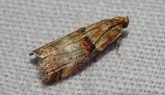 Acrobasis tumidana