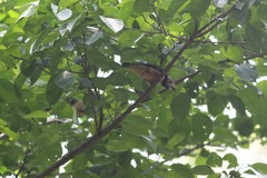 Prionops rufiventris