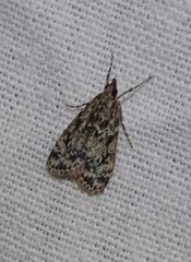 Eudonia truncicolella