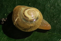 Helicarion perfragilis