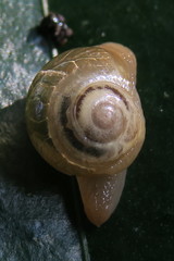 Helicarion perfragilis