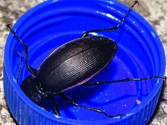 Carabus purpurascens