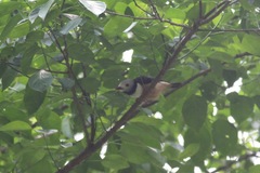 Prionops rufiventris