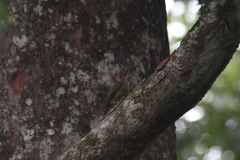 Campethera cailliautii