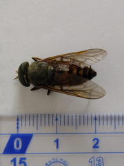Tabanidae