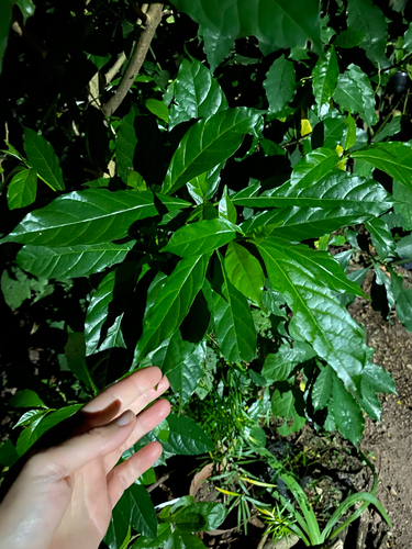 Tarenna pavettoides, photograph 4