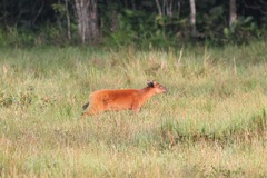 Cephalophorus nigrifrons