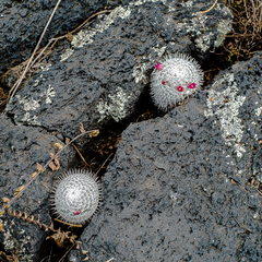 Mammillaria haageana san-angelensis