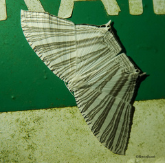 Strophidia caudata