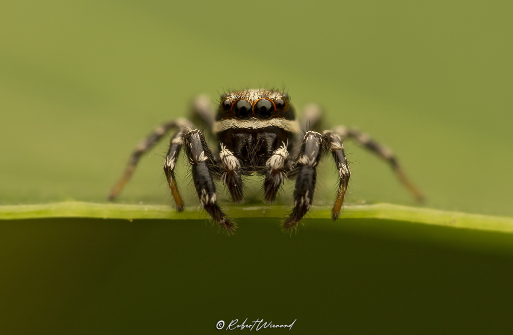 Pseudicius femineus