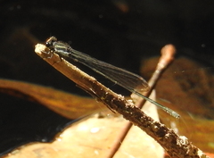 Pseudagrion lucifer