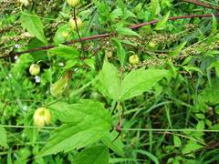 Clematis serratifolia