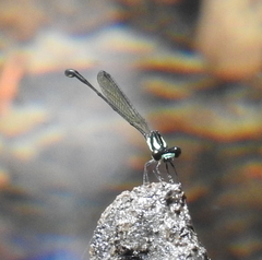 Nososticta koolpinyah