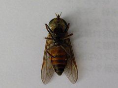 Tabanidae