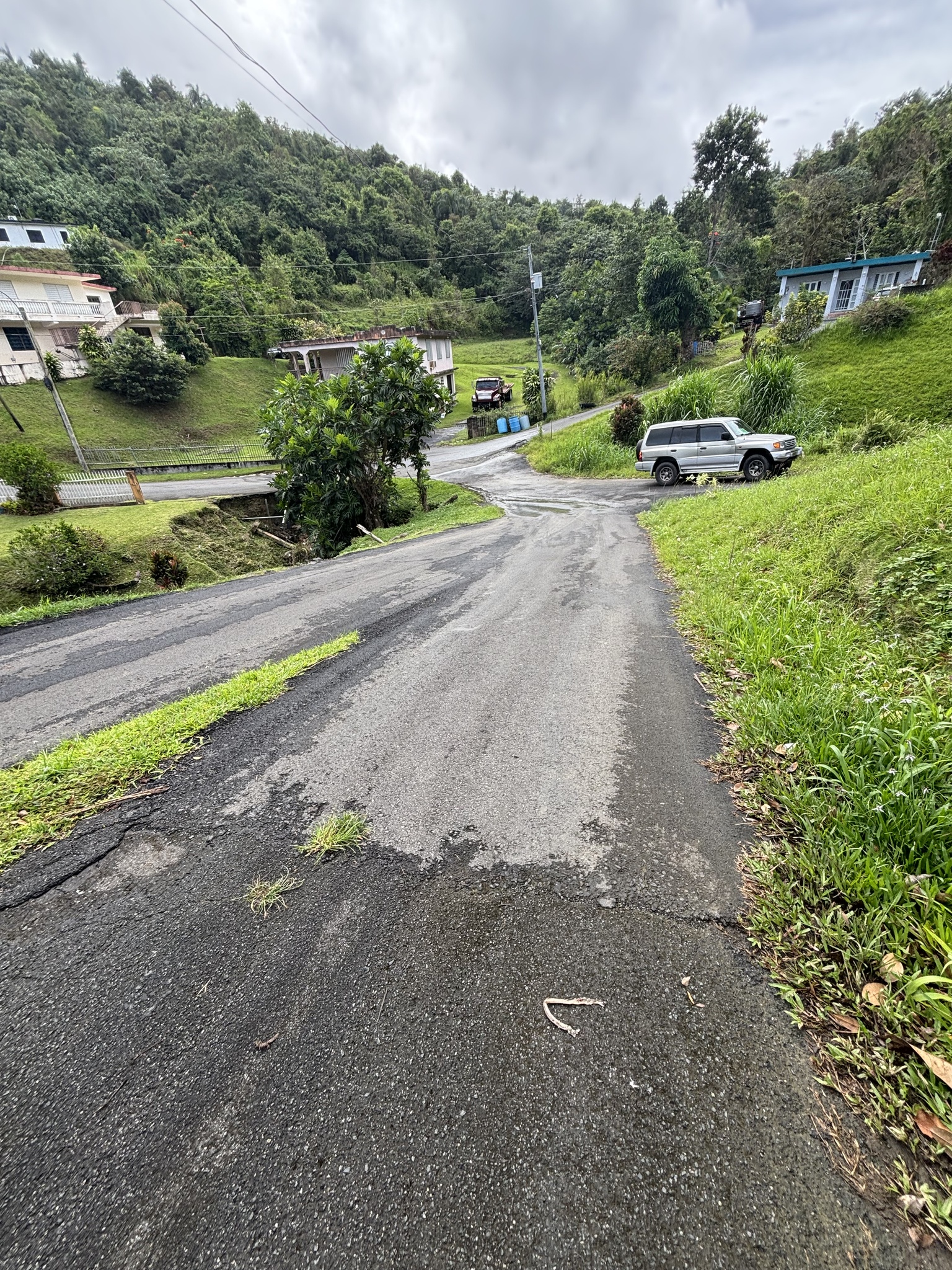 Puerto Rican Miniracer photo 4