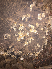 Fungi