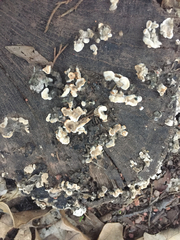 Fungi
