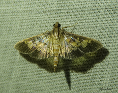 Uresiphita quinquigera