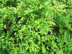 Clematis serratifolia