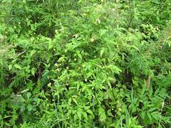 Clematis serratifolia