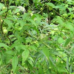 Clematis serratifolia