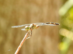 Nannophlebia eludens