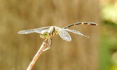 Nannophlebia eludens