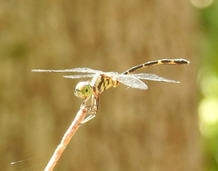 Nannophlebia eludens