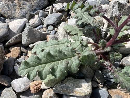 Phacelia crenulata