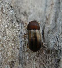 Trypodendron lineatum