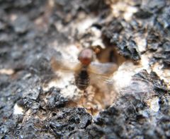 Trypodendron lineatum