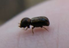 Trypodendron lineatum