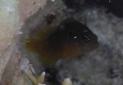 Olive dottyback (Pseudochromis olivaceus) — Pseudochromidae