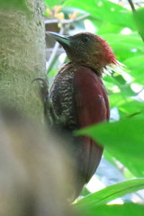 Chrysophlegma miniaceum