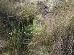 Nidorella pinnatifida