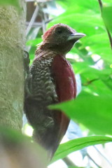 Chrysophlegma miniaceum