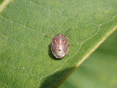 Neottiglossa undata