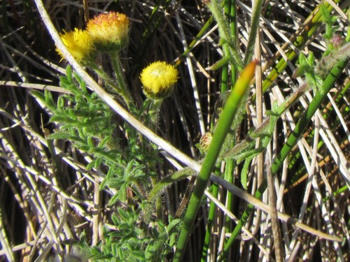 Image of Nidorella pinnatifida by (c) douglaseustonbrown, some rights reserved (CC BY-SA)