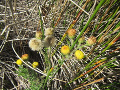 Nidorella pinnatifida