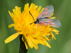 Zygaena exulans